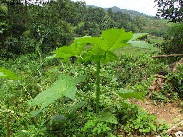 How does a cannabis seed grow