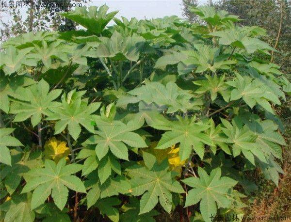 How does a cannabis seed grow