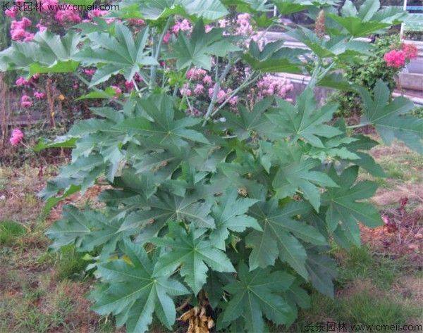 How does a cannabis seed grow
