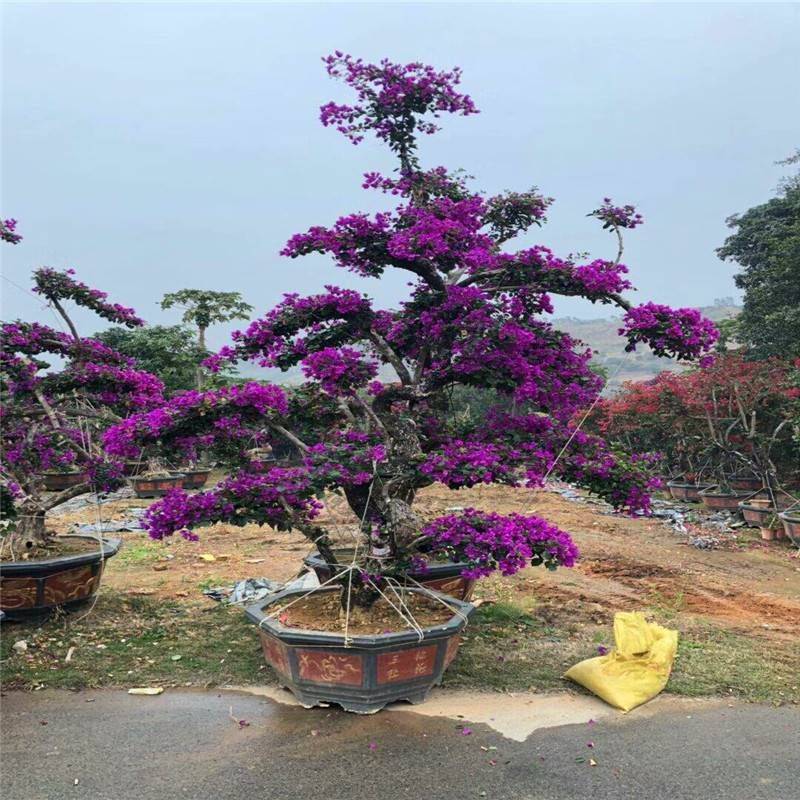 三角梅种植方法
