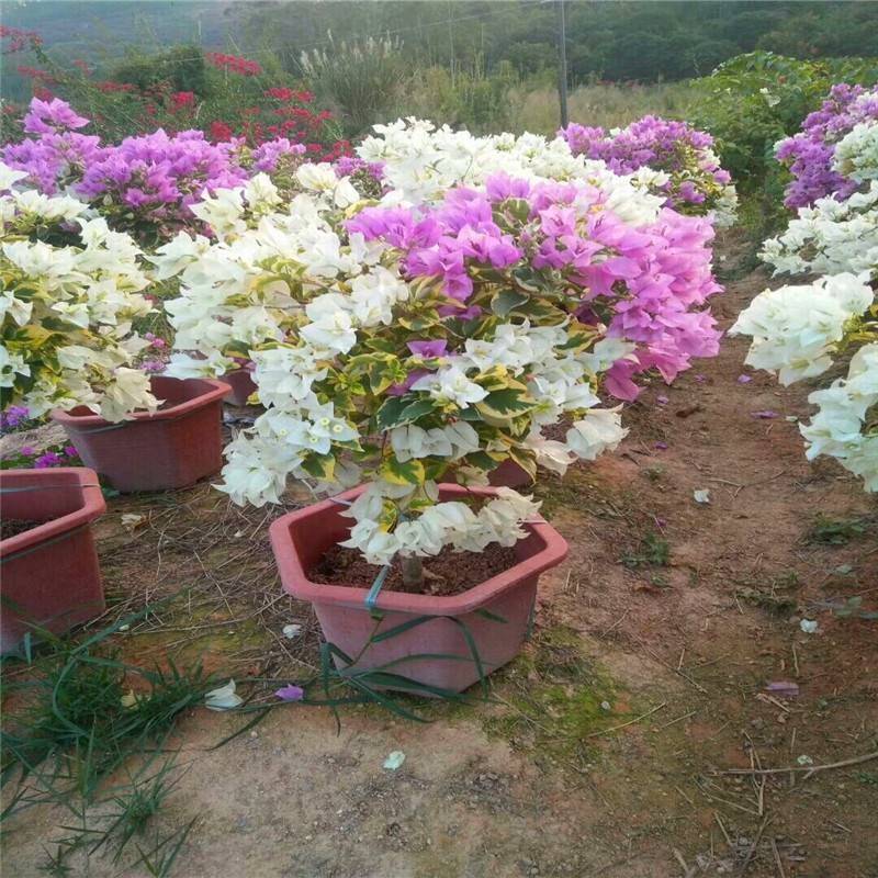 三角梅种植方法