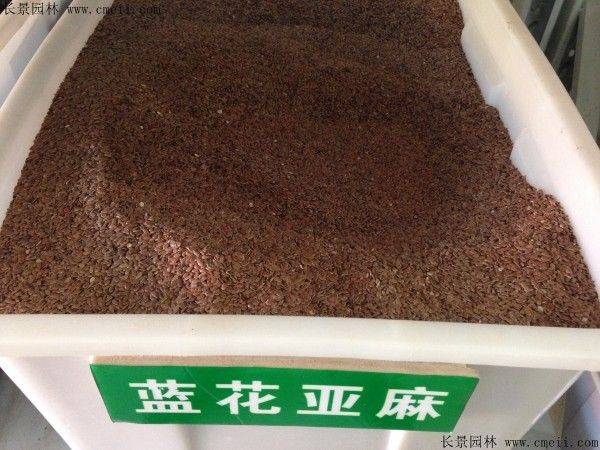 How does a cannabis seed grow
