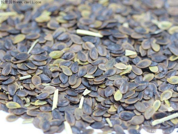 How does a cannabis seed grow