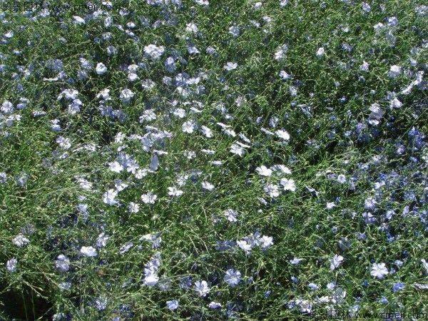 How does a cannabis seed grow
