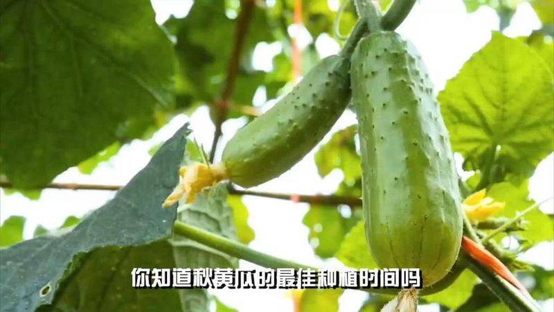 Autumn cucumber planting technology video