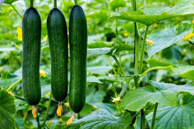 Autumn cucumber planting technology video