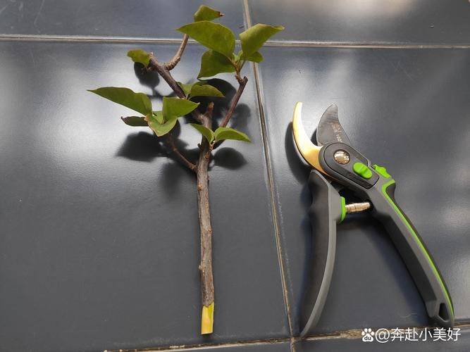 Triangular plum cultivation methods