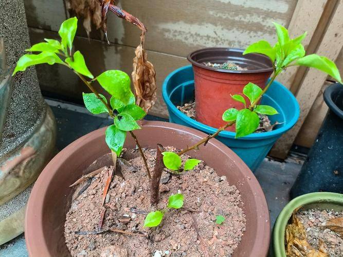 Triangular plum cultivation methods