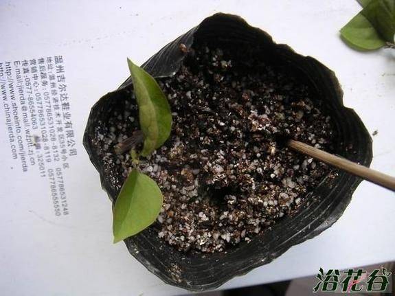 Triangular plum cultivation methods
