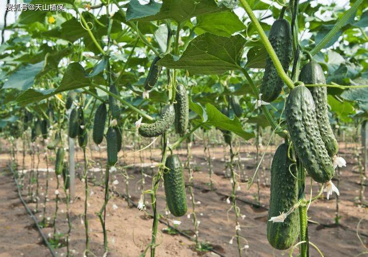 Autumn cucumber planting technology video