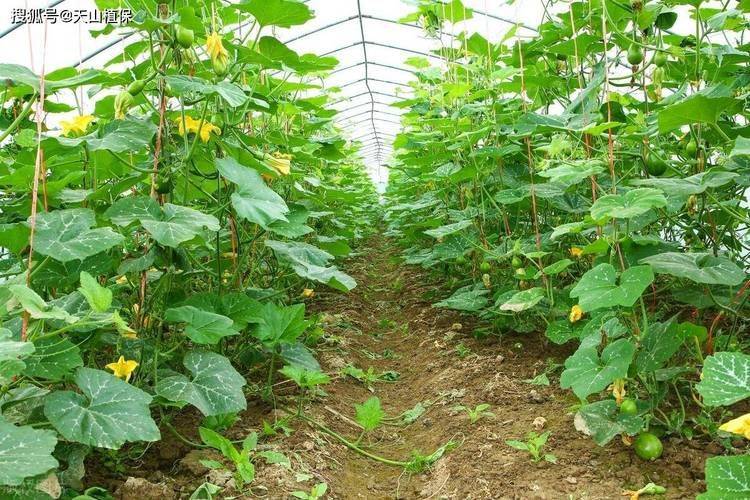 Autumn cucumber planting technology video