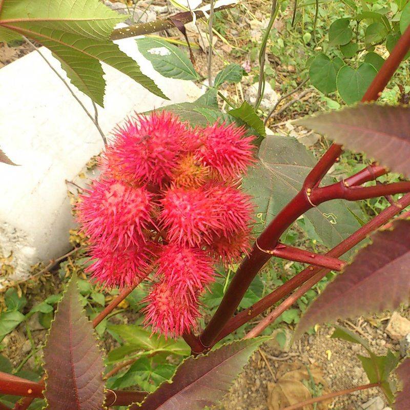 How does a cannabis seed grow