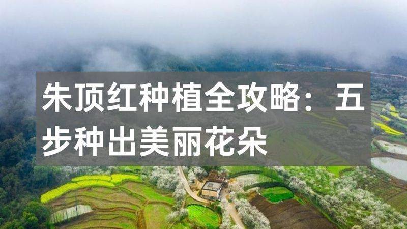 朱顶红种球种植方法