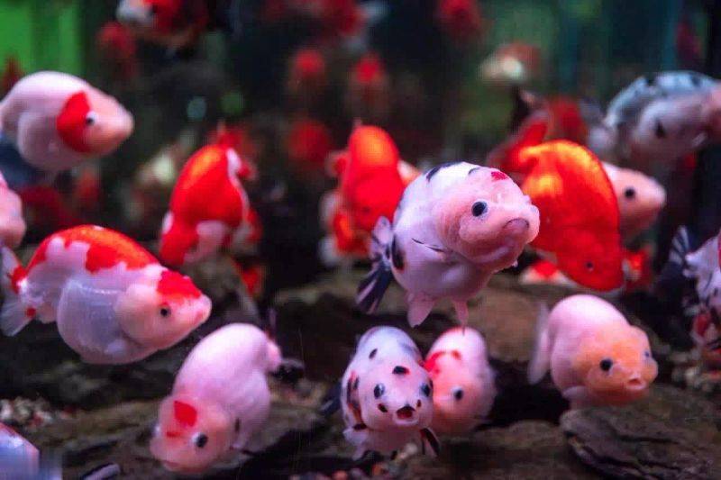 Fish tank pattern