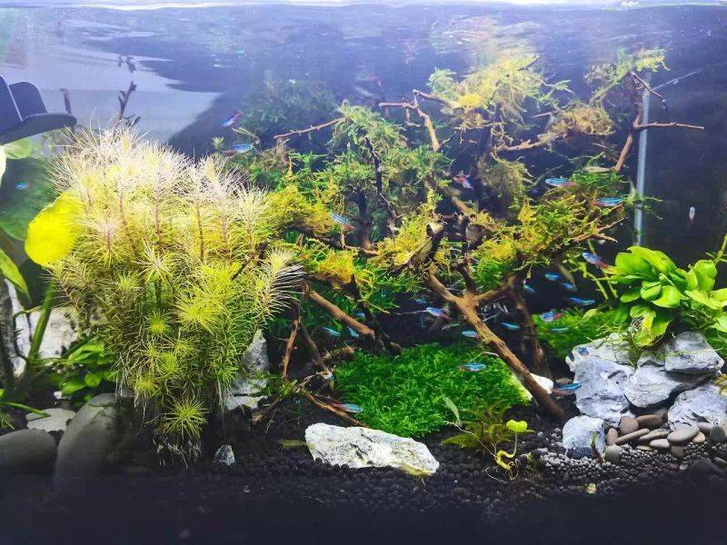 Fish tank pattern