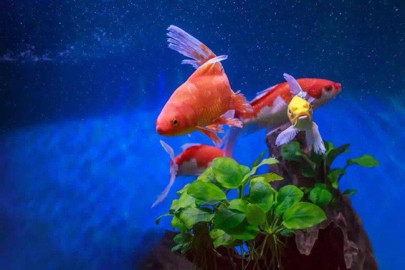 Fish tank pattern