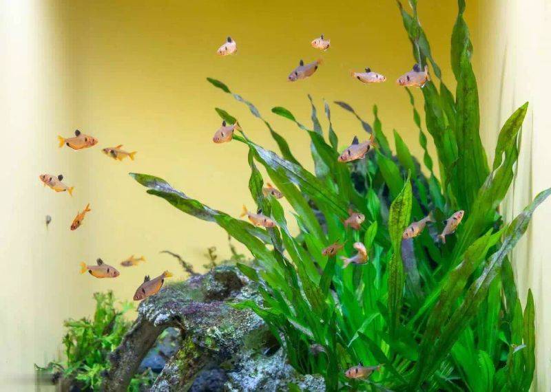 Fish tank pattern
