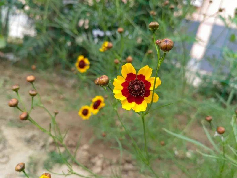 The method of growing a big flower