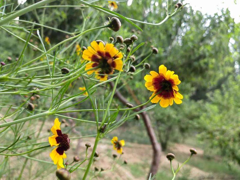 The method of growing a big flower