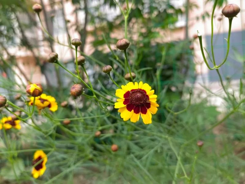 The method of growing a big flower