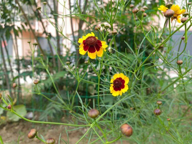 The method of growing a big flower
