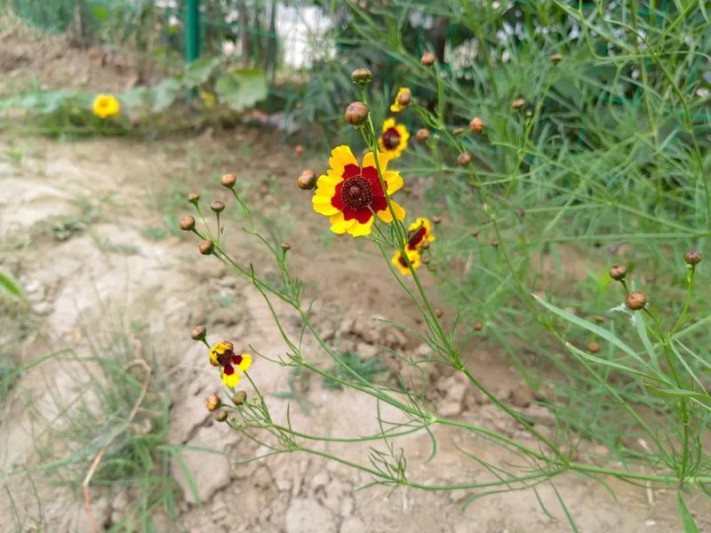 The method of growing a big flower