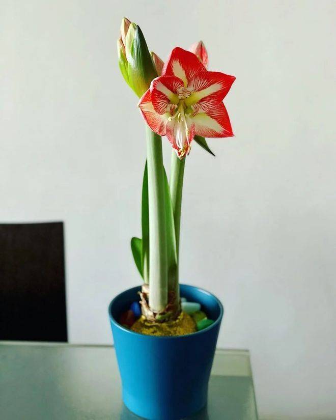 The way zhu's red balls grow