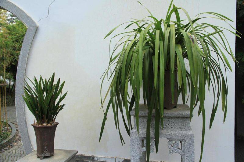 Orchid cultivation methods