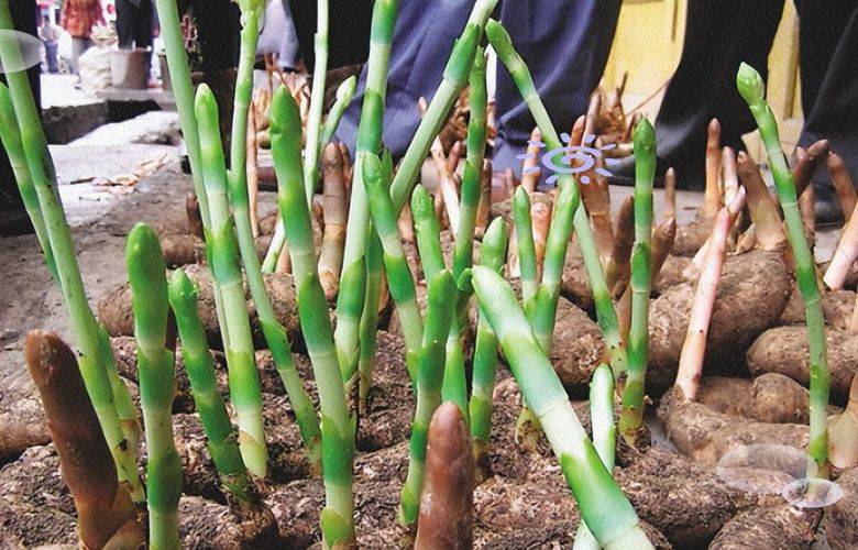 Technologies for the cultivation of urethane