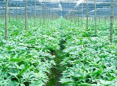 Technologies for the cultivation of urethane