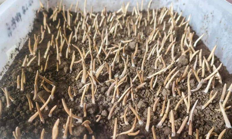 New meadow planting techniques