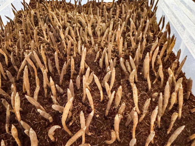 New meadow planting techniques