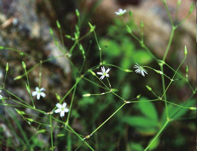 A thousand needles of grass growing technology