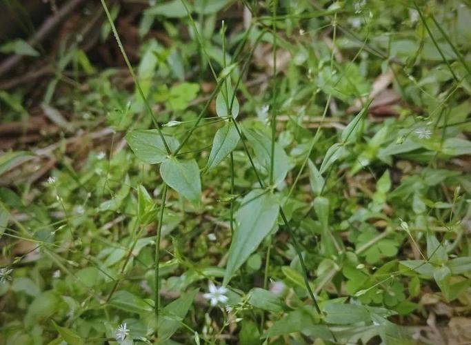 A thousand needles of grass growing technology