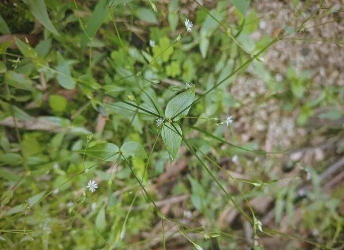 A thousand needles of grass growing technology