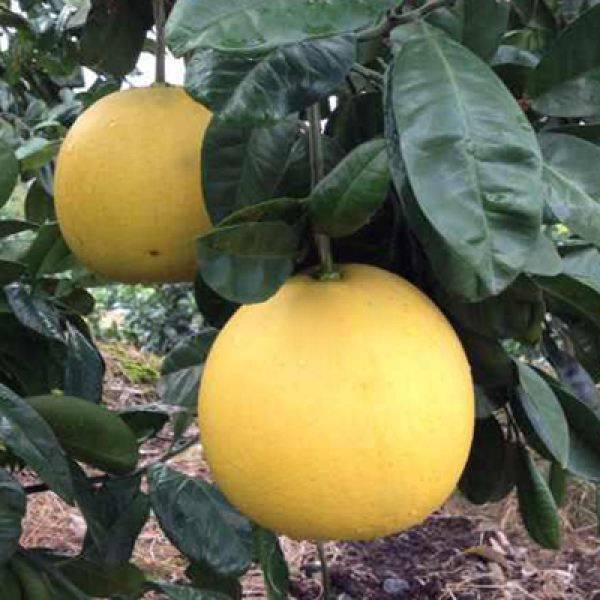 New varieties of fruit trees growing honeyfruit seedlings