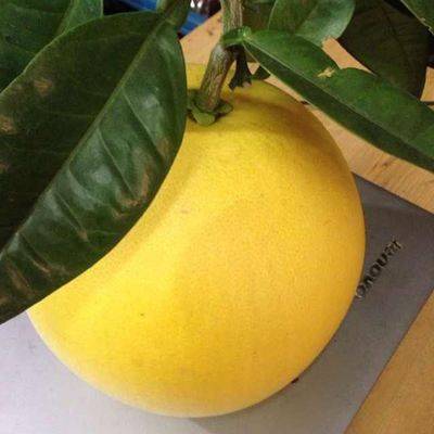 New varieties of fruit trees growing honeyfruit seedlings