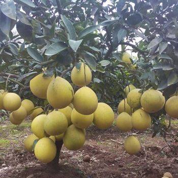 New varieties of fruit trees growing honeyfruit seedlings
