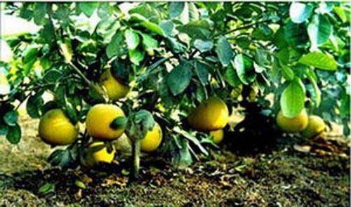 New varieties of fruit trees growing honeyfruit seedlings