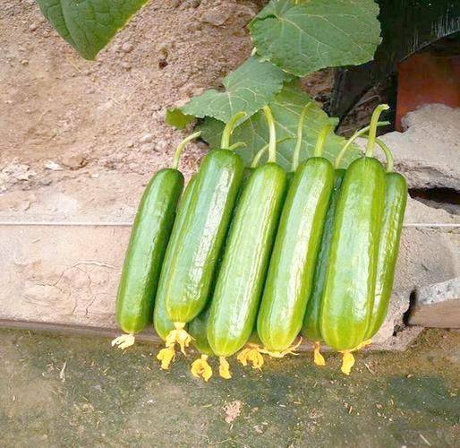 What kind of fruit