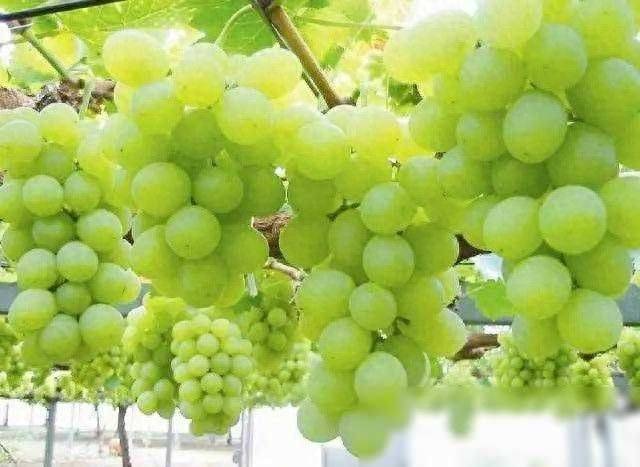 Rose grape cultivation techniques