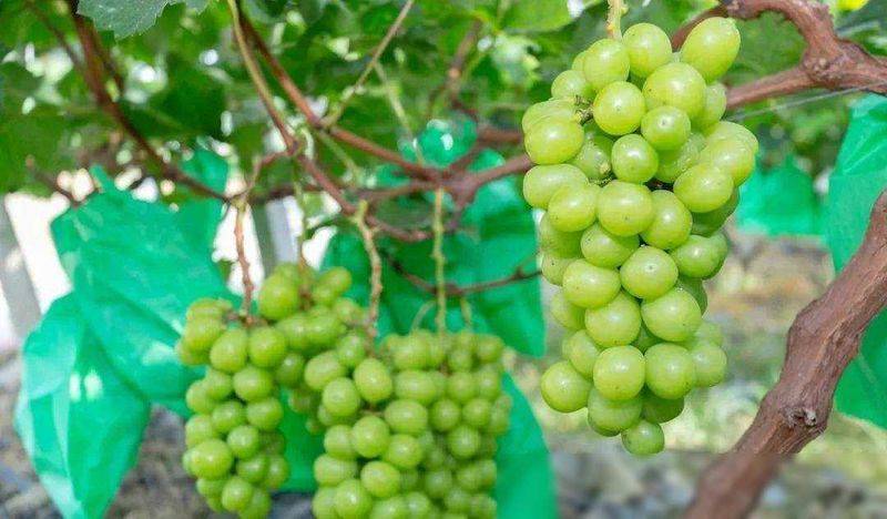 Rose grape cultivation techniques