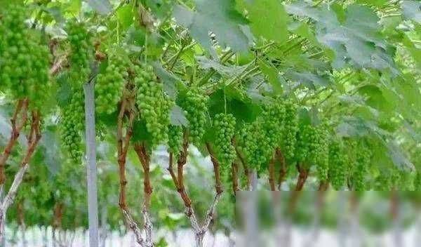 Rose grape cultivation techniques
