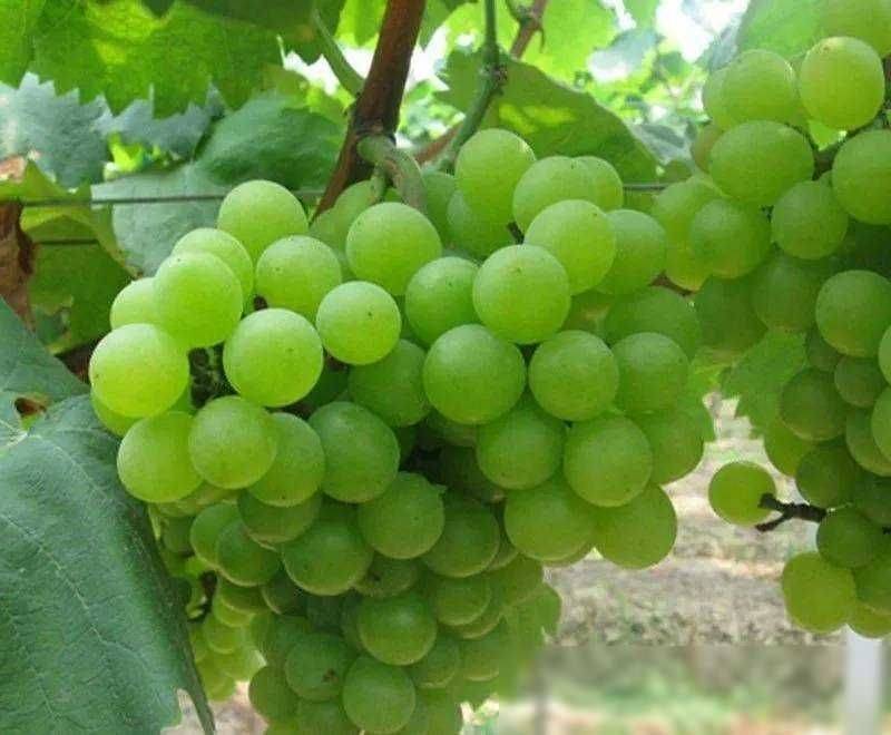Rose grape cultivation techniques