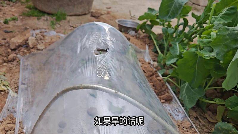 Technology for hard powder tomatoes