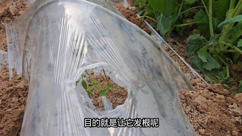 Technology for hard powder tomatoes