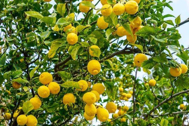 What kind of fruit