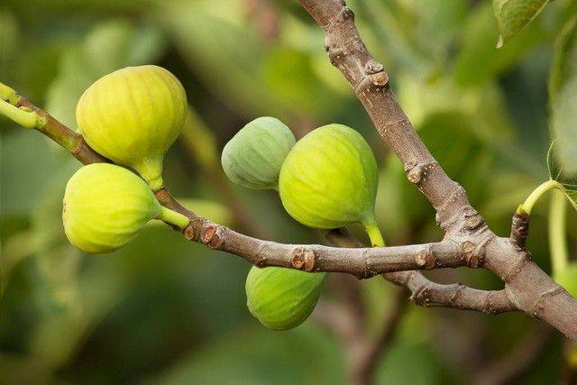 What kind of fruit