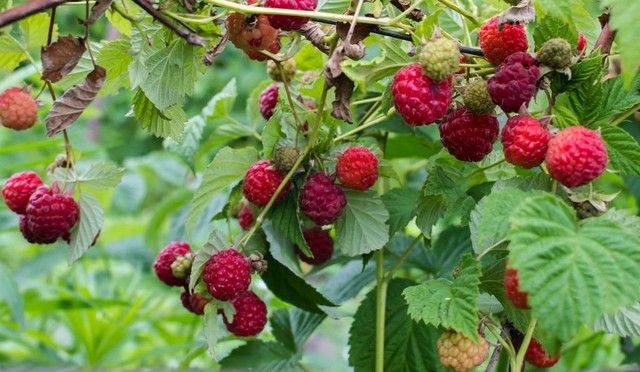 What kind of fruit