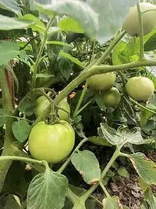 Technology for hard powder tomatoes